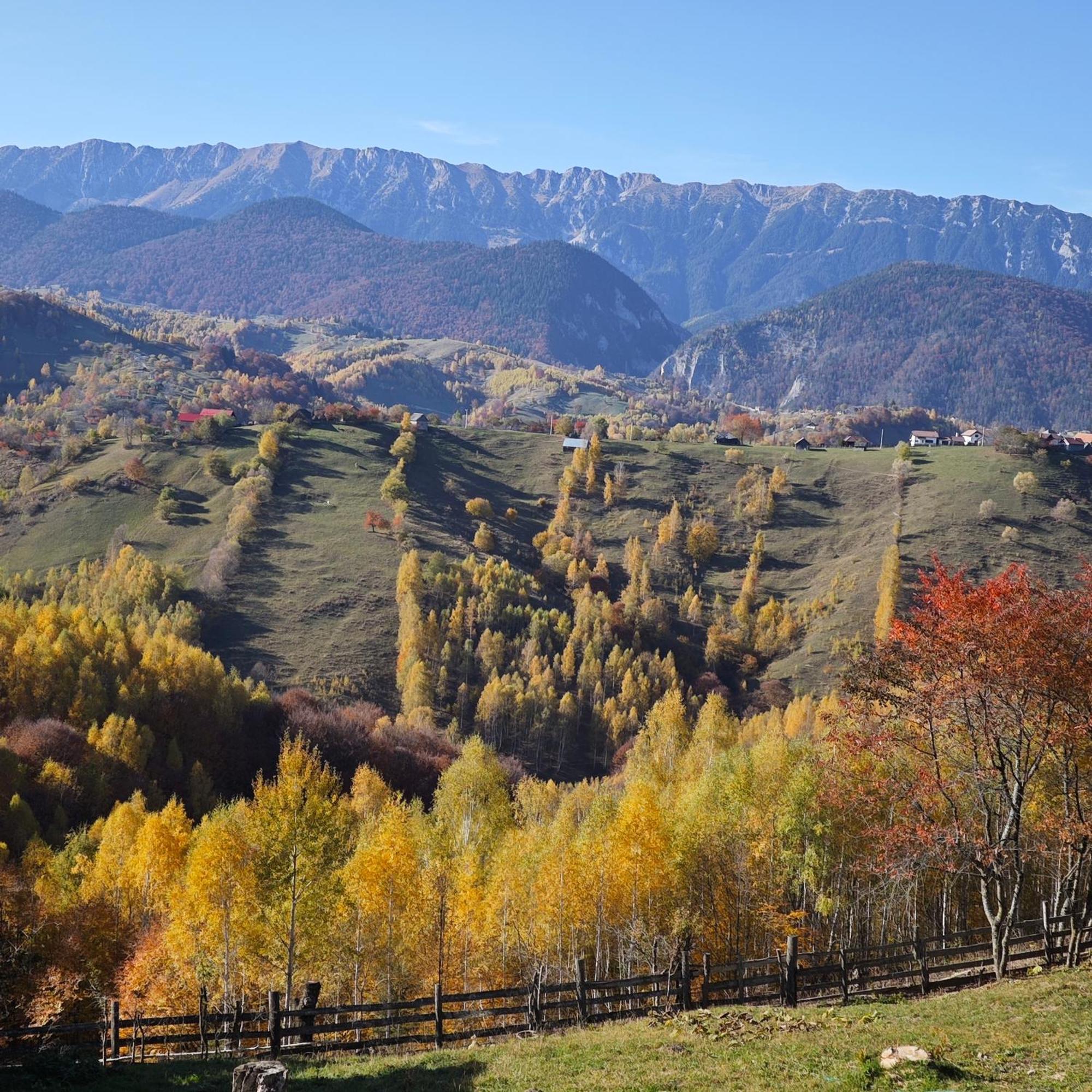 Alpine Escape Studios Măgura Dış mekan fotoğraf