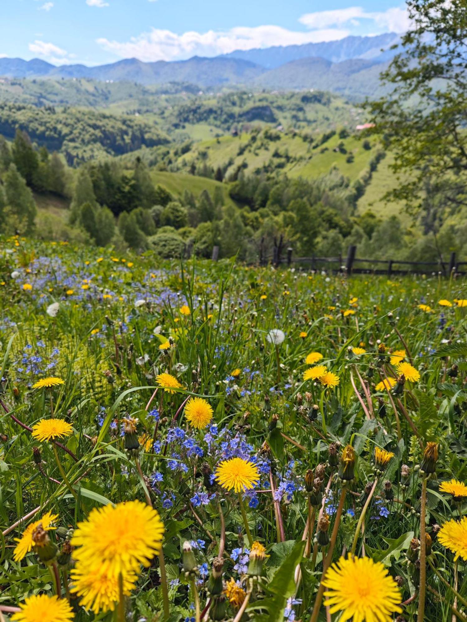 Alpine Escape Studios Măgura Dış mekan fotoğraf